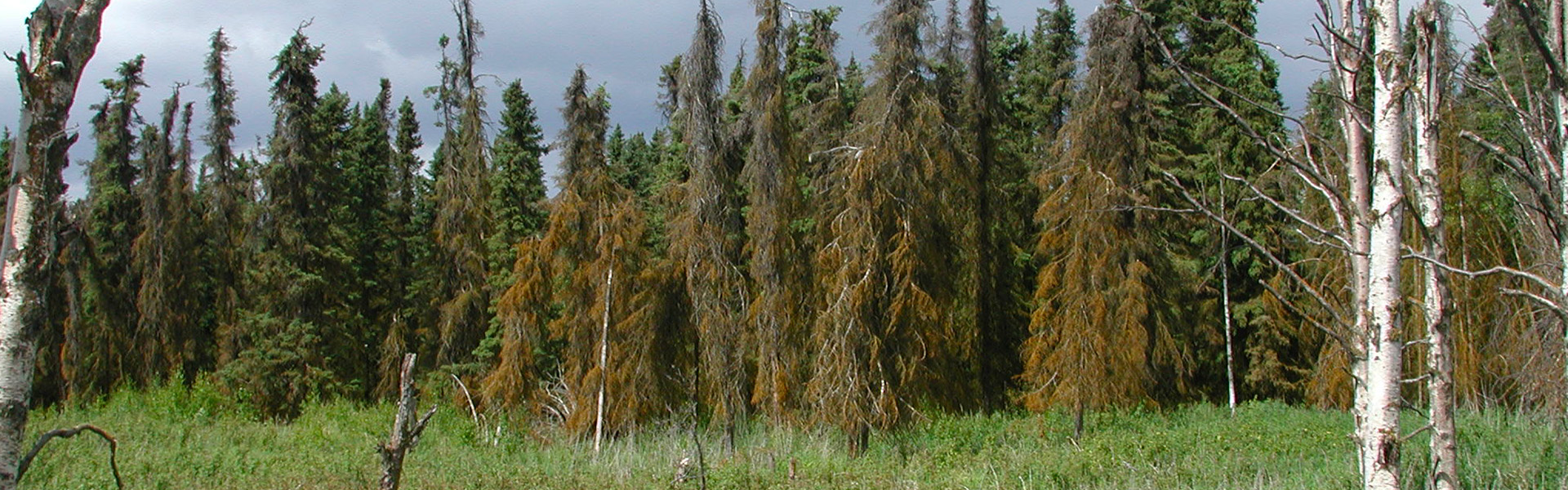 Alberta Parks