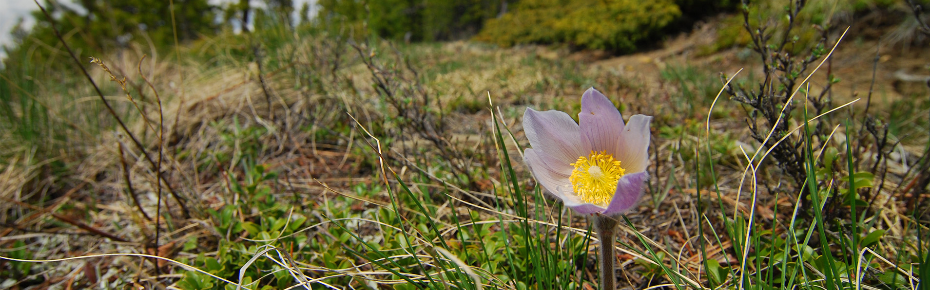 Alberta Parks