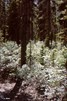 CEAB000068_engelmannspruce_rockwillow