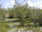 CEAB000176_waterbirch_creepingjuniper