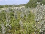 CEAB000180_silverberry_chokecherry_haysedge