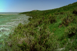 Alkali Silt Dunes