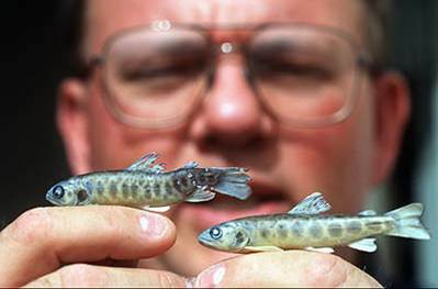 Bluegill - Alberta Invasive Species Council