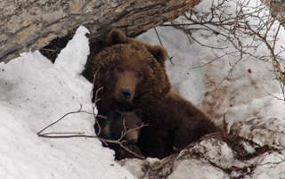 Hibernation